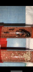 Couvain 30/03/2023, [Blog] Camponotus barbaricus Marmoun