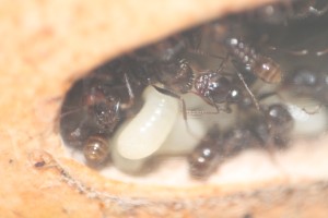 Larve en macro, Les Messor barbarus de DreeZ