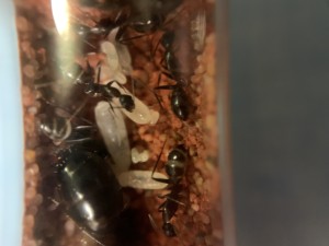 [Blog] Camponotus barbaricus Marmoun, IMG_8552.jpg