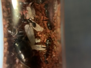 [Blog] Camponotus barbaricus Marmoun, IMG_8553.jpg