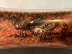 [Blog] Camponotus barbaricus Marmoun, IMG_8556.jpg