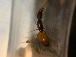 [Camponotus fedtschenkoi] Demande confirmation identification Camponotus fedtshenkoi, IMG_8563.jpg
