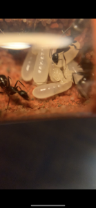 [Blog] Camponotus barbaricus Marmoun, IMG_8625.png