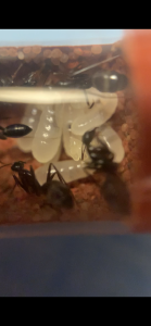 [Blog] Camponotus barbaricus Marmoun, IMG_8623.png