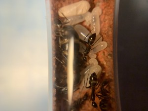 [Blog] Camponotus barbaricus Marmoun, IMG_8640.jpeg