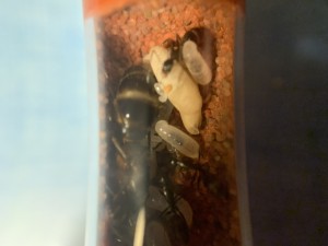 [Blog] Camponotus barbaricus Marmoun, IMG_8671.jpeg