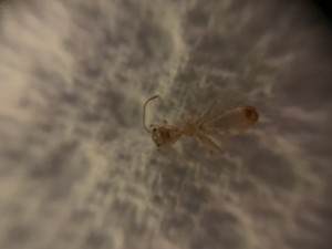 Cadavre, **FIN** [Blog] Camponotus fedtschenkoi Marmoun