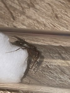 photo 2, Gyne ou male? (Odontomachus)