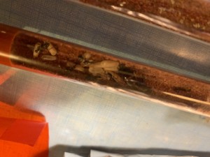 Couvain + 9 cocon de 14 jours, [Blog] Camponotus barbaricus Marmoun