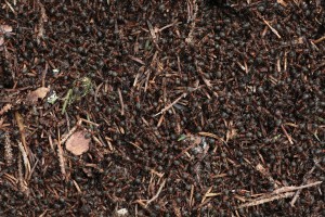 Formica paralugubris, 613A0690.JPG