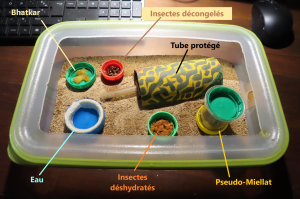 Fondation en Tupperware., [Q/R] Camponotus japonicus de Apologi