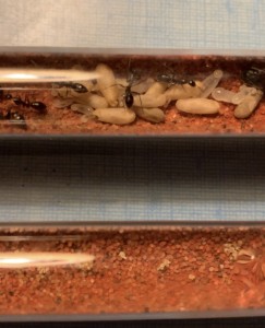 11 cocons, [Blog] Camponotus barbaricus Marmoun