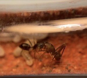Je commence à me réveiller.. ça tourne à fond…, [Blog] Camponotus barbaricus Marmoun