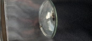 3, [Camponotus fallax] Camponotus aethiops ?