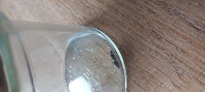 1, [Camponotus fallax] Camponotus aethiops ?
