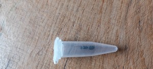 Campo1, [Camponotus fallax] Camponotus aethiops ?
