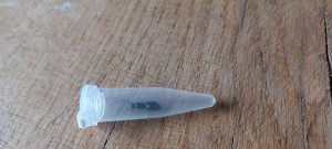Campo2, [Camponotus fallax] Camponotus aethiops ?