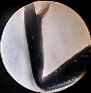 [Camponotus vagus] Exercice d'identification : Camponotus vagus ?, minor3 (2).jpg