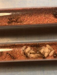 La reine va bien, [Blog] Camponotus barbaricus Marmoun