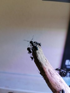 Grimpettes 1, [Blog] Camponotus vagus de Mic