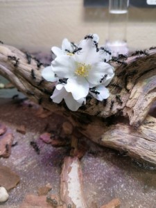 Une fleur pour ces dames, [Blog] Camponotus vagus de Mic
