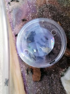 Mangeoire spéciale truc degueux, [Blog] Camponotus vagus de Mic
