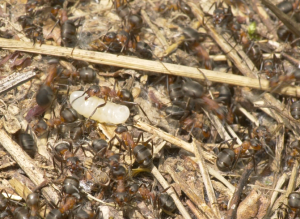 larve sur nid fr Formica rufa, [Formica rufa] différence de taille