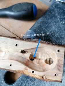 Entrée de la cavité, [Q/R] Camponotus vagus de Mic