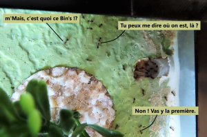 Les éclaireuses entrent en scène., La nouvelle ADC de mes Lasius emarginatus.