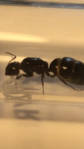 photo 2, [Camponotus lateralis] demande d'identification- Camponotus-