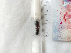 27mai2023, [Camponotus ligniperda] Demande d'identification d'une gyne trouvée de nuit
