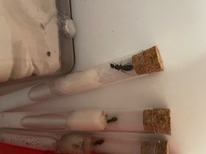 [Camponotus vagus] Demande d'identification, IMG_4269.jpg