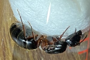 Gyne profile, [Camponotus herculeanus] Aide identification potentiellement Camponotus