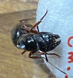 Gyne face, [Camponotus herculeanus] Aide identification potentiellement Camponotus