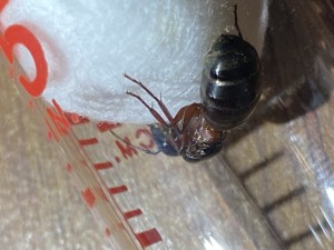 Gyne arrière, [Camponotus herculeanus] Aide identification potentiellement Camponotus