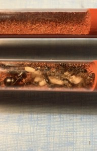 [Blog] Camponotus barbaricus Marmoun, IMG_9032.jpeg
