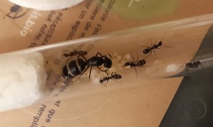 Suivi des Camponotus japonicus d'Apologi, 1686245604814.jpg