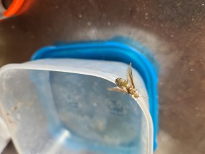 [Oeocphylla smaragdina] Gyne verte Laos, 20230611_082734.jpg