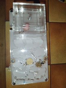 Évolution première fourmilliere (Messor barbarus), IMG_20230611_131746.jpg