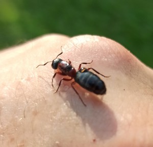[Camponotus novaeboracensis] Camponotus herculeanus ?, IMG_20230619_222159.jpg