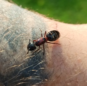 [Camponotus novaeboracensis] Camponotus herculeanus ?, IMG_20230619_222226.jpg