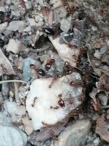 [Pheidole pallidula] Pheidole pallidula?, Four 01.jpg