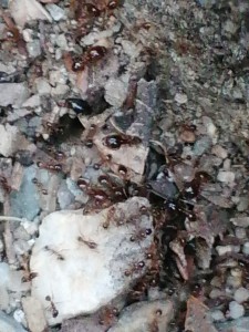 [Pheidole pallidula] Pheidole pallidula?, Four 02.jpg