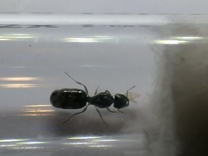 [Pheidole pallidula] Pheidole pallidula?, IMG_20230619_023551.jpg