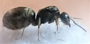 [Lasius sp. noire] Lasius niger ?, Lasius sp 2.jpg