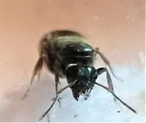 [Lasius sp. noire] Lasius niger ?, Lasius sp 03.jpg