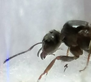 [Lasius sp. noire] Lasius niger ?, Lasius sp 05.jpg