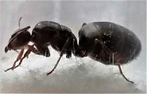 [Lasius sp. noire] Lasius niger ?, Lasius sp.jpg