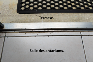 Le plus gros de la troupe., L'évasion du siècle ?