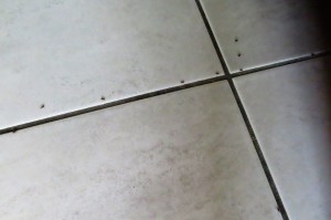 Dans les joints du carrelage., L'évasion du siècle ?
